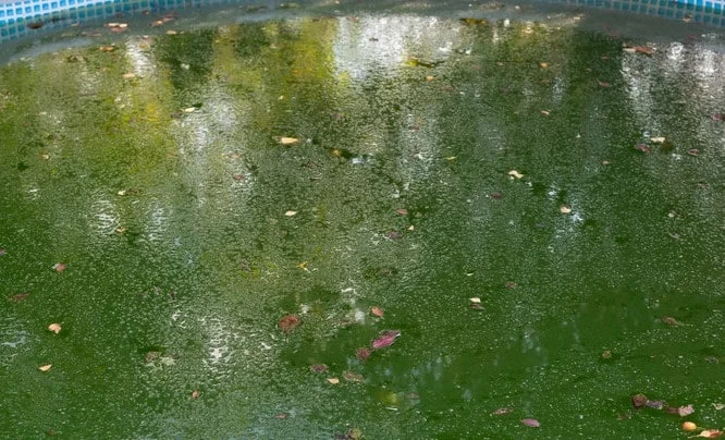 Green Algae in Hot Tub