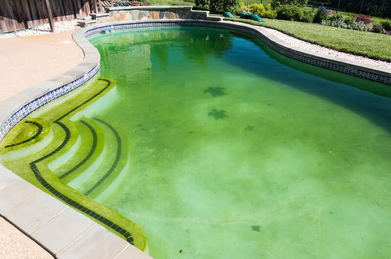 Can You Swim in a Pool with Algae? What Are the Types of Swimming Pool Algae?