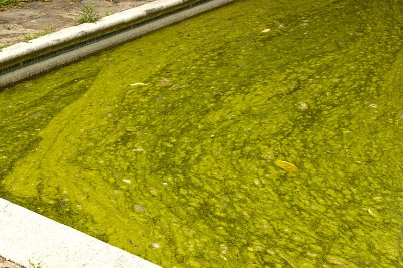Yellow algae in hot tub