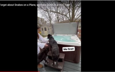 Forget about Snakes on a Plane, we have DOGS in a HOT TUB!